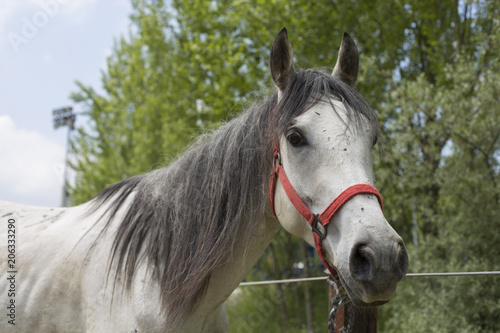 Portrait of a dapple-gray horse