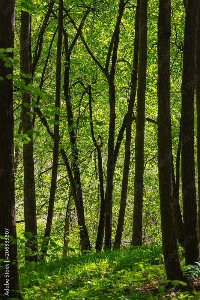 Obraz premium Early foliage in the wood