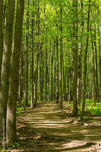 Fototapeta Naklejka Na Ścianę i Meble -  Path between trunks of trees in the wood