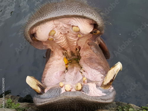 hippopotamus in water