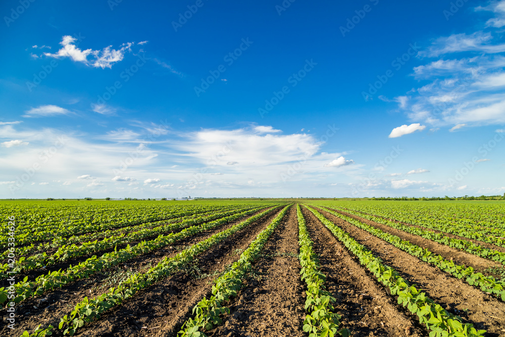 Green ripening soybean field, agricultural landscape