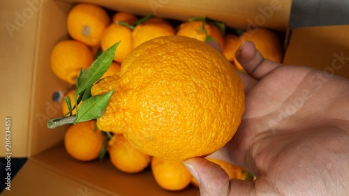 big orange