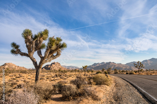 Side of the road in Joshua Tree Park in Southern California