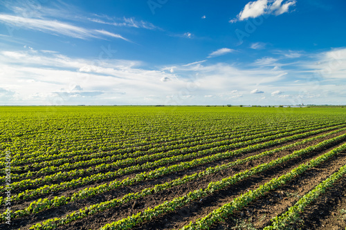 Green ripening soybean field  agricultural landscape