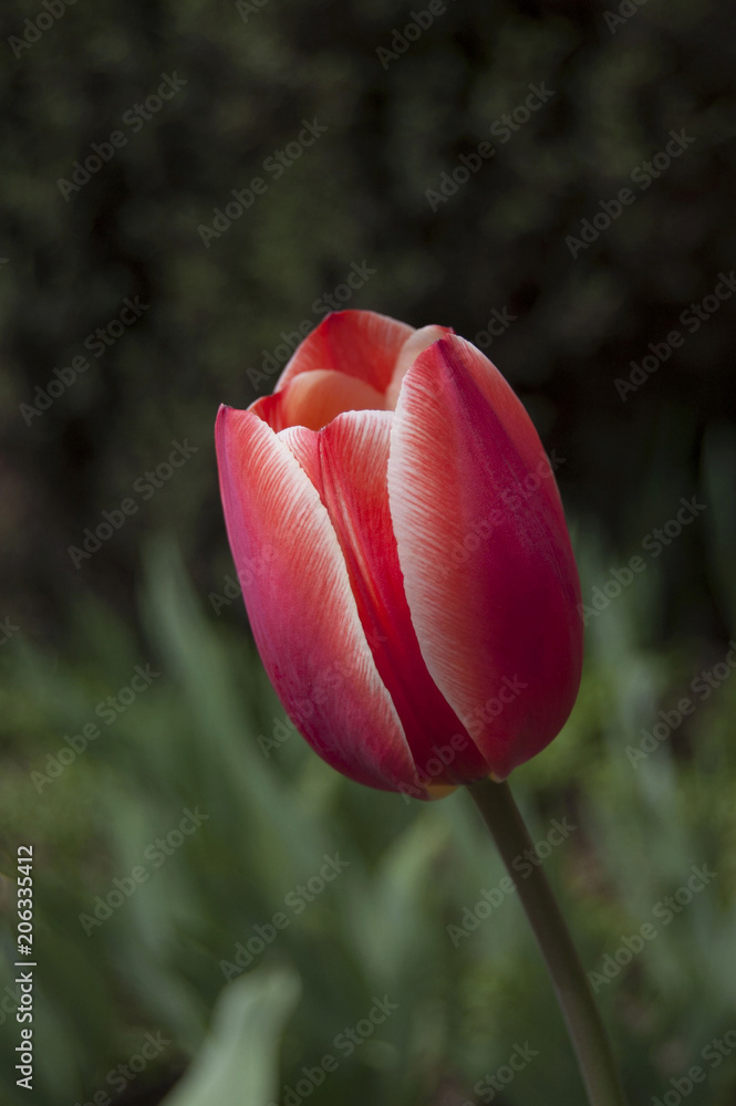 Fototapeta premium Tulip on green fresh background. Spring blossom. Red and white flower color mix. Nature .