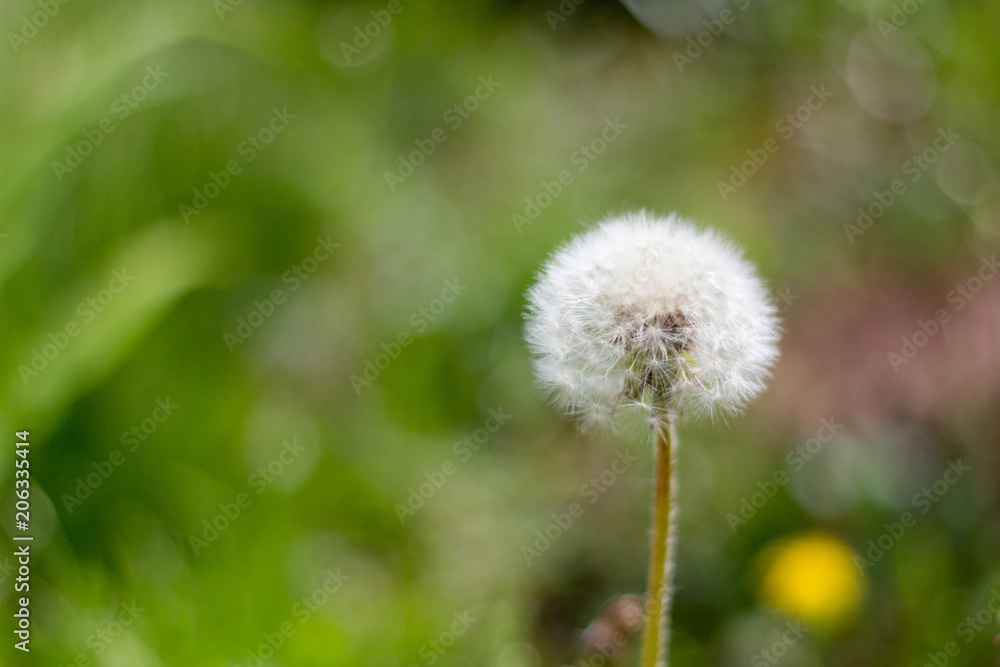 white fluffy dandelion on a background of foliage white fluffy dandelion on a background of foliage