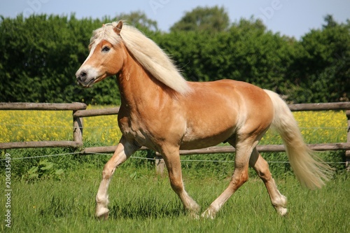 Obraz na plátně beautiful haflinger horse is runnign on a paddock in the sunshine