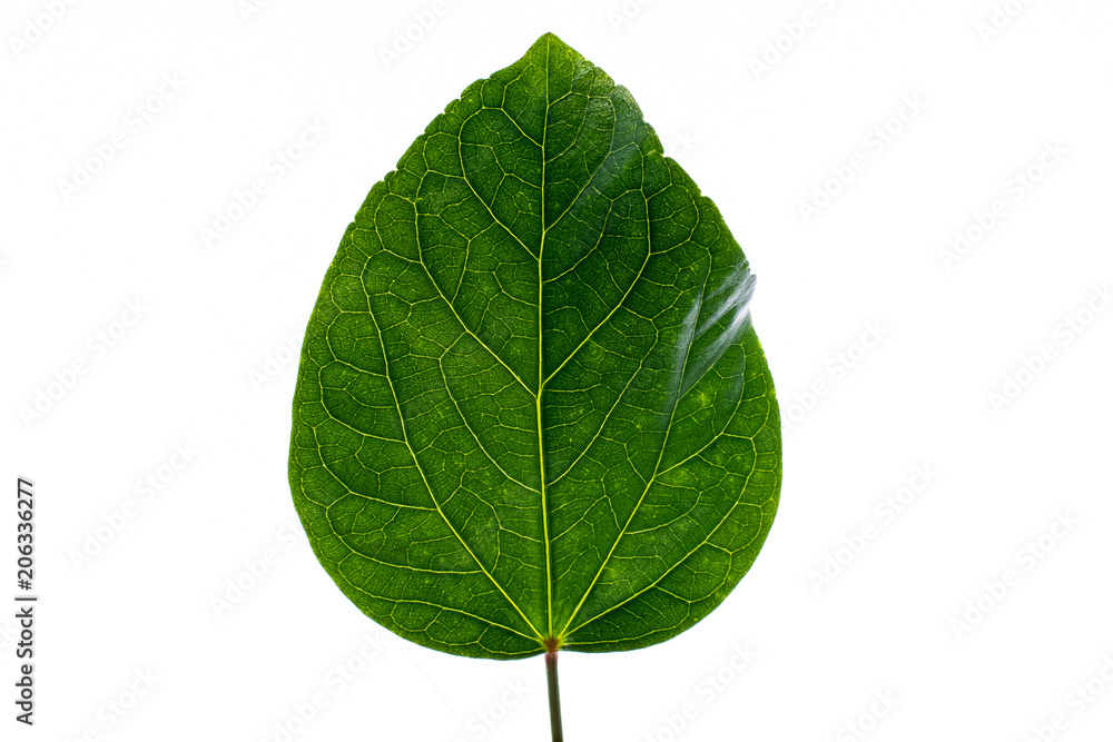 Obraz premium green leaf on white background.