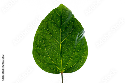 green leaf on white background.