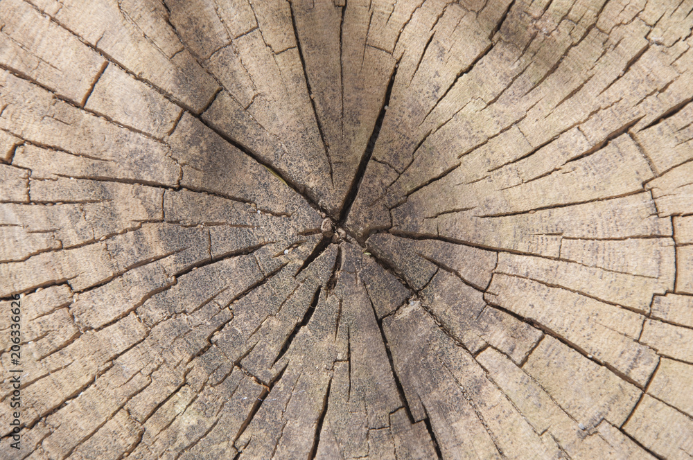 Fototapeta premium Trunk cut texture