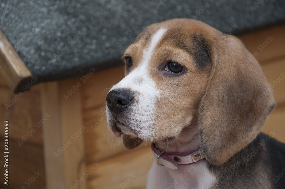 Beagle puppy next to wooden house