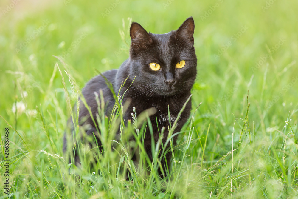 Beautiful black cat with yellow eyes sits outdoors in grass in nature