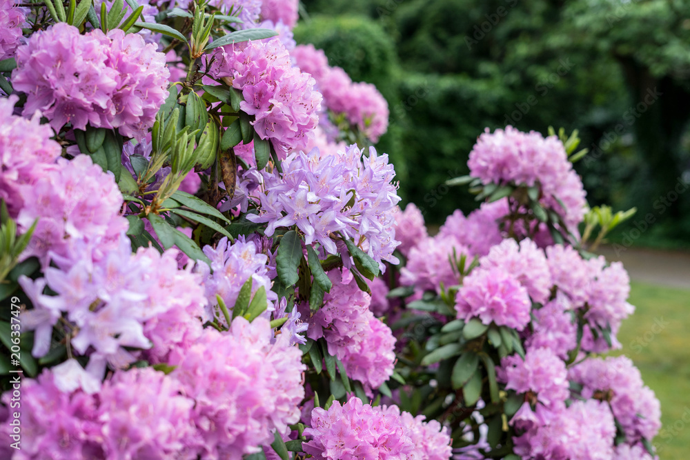 Spring flowers in the park in Arnhem, Netherlands Spring flowers in the park in Arnhem, Netherlands