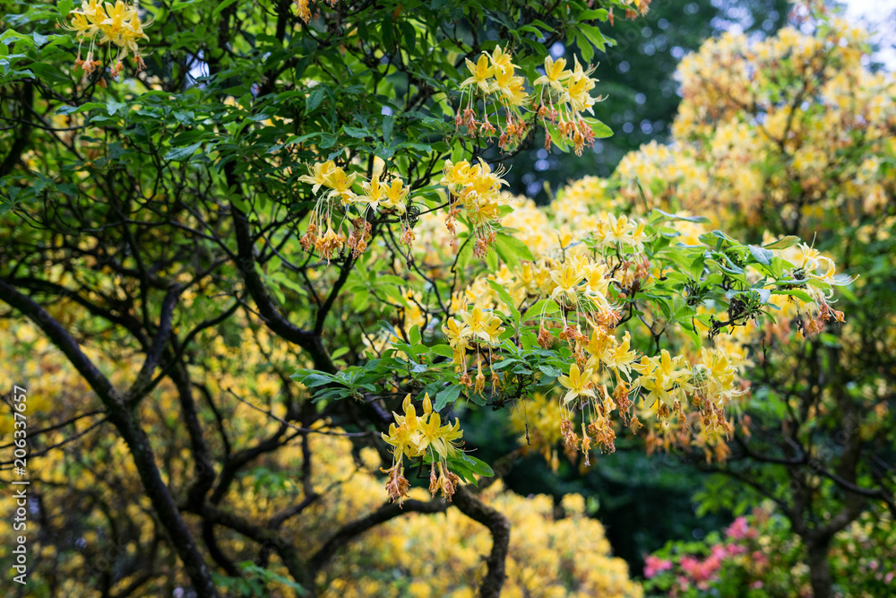 Spring flowers in the park in Arnhem, Netherlands Spring flowers in the park in Arnhem, Netherlands