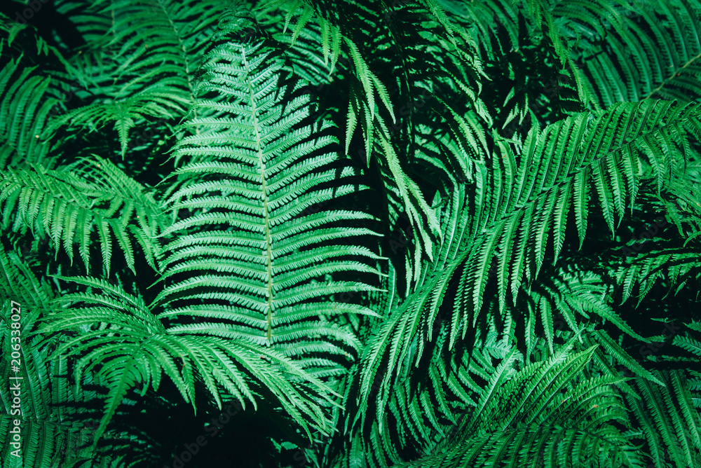 Beautiful background made with young green fern leaves.