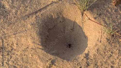 Antlion larva caught the ant
