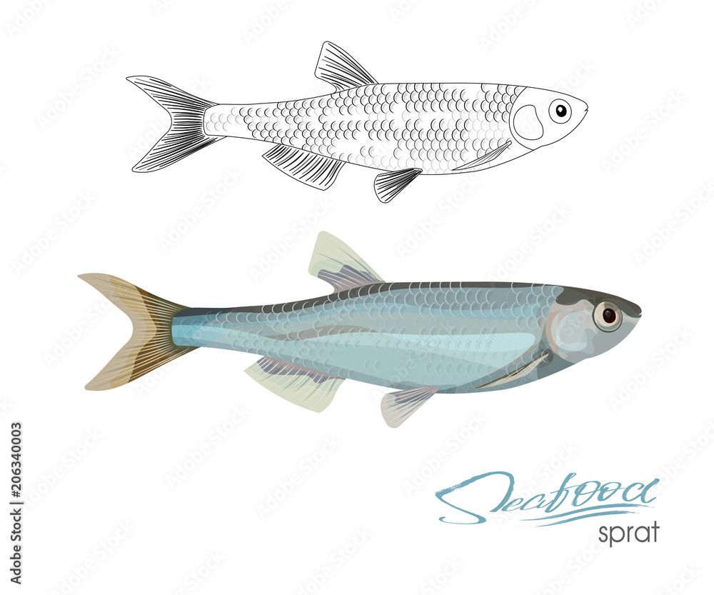Sprat sketch vector fish icon. Isolated marine atlantic ocean sprats. Linear silhouette sea fish. Isolated symbol for seafood restaurant sign or emblem, fishing club or fishery market Sprat sketch vector fish icon. Isolated marine atlantic ocean sprats. Linear silhouette sea fish. Isolated symbol for seafood restaurant sign or emblem, fishing club or fishery market