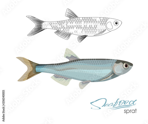 Sprat sketch vector fish icon. Isolated marine atlantic ocean sprats. Linear silhouette sea fish. Isolated symbol for seafood restaurant sign or emblem, fishing club or fishery market