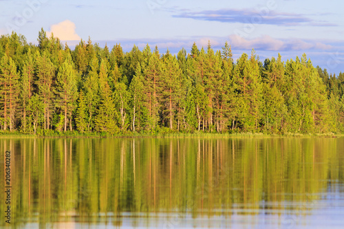 coniferous forest in the sunlight and the reflection in the water