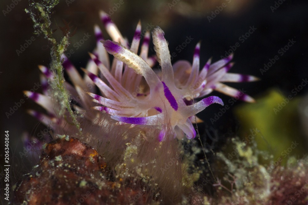 Sea slug Coryphellina rubrolineata. Picture was taken in Anilao, Philippines