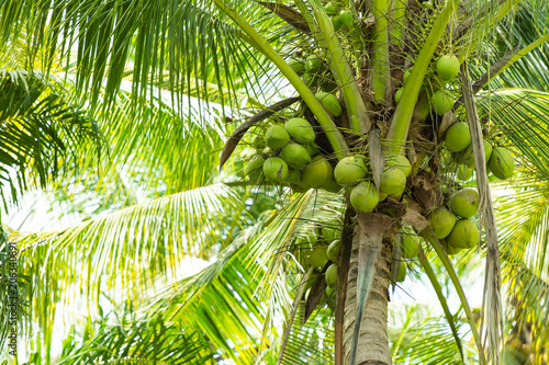Wallpaper Mural Fresh coconut on coconut tree Torontodigital.ca