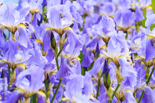 Fototapeta Naklejka Na Ścianę i Meble -  texture of blue flowers of irises