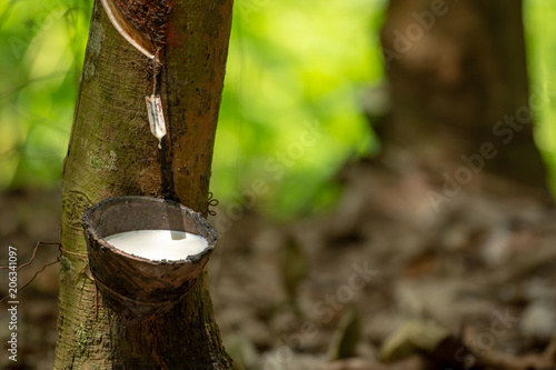 Wallpaper Mural latex extracted from rubber tree source of natural rubber Torontodigital.ca