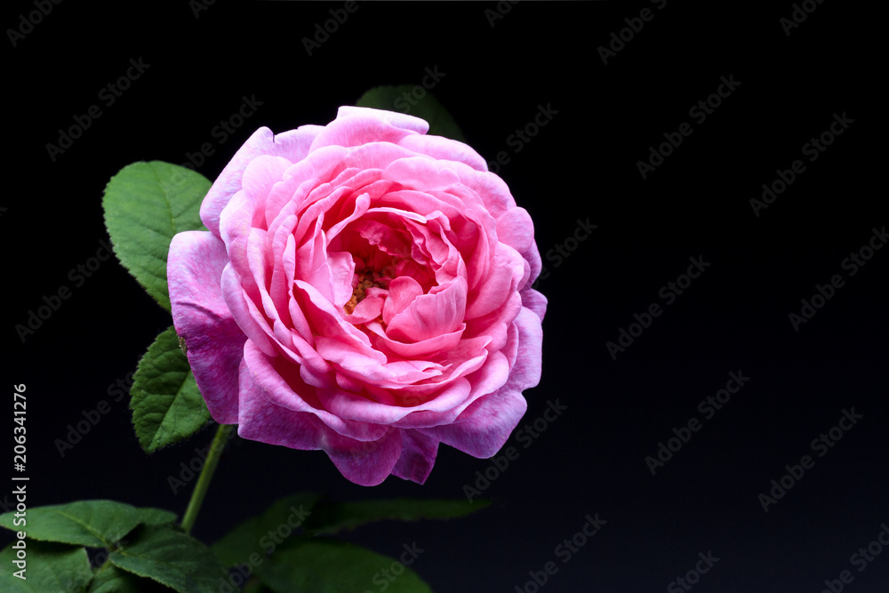 pink rose on a black background pink rose on a black background