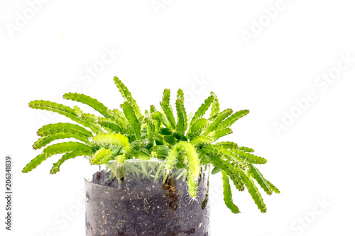 Wallpaper Mural Dragon fruit tree isolated on white background Torontodigital.ca