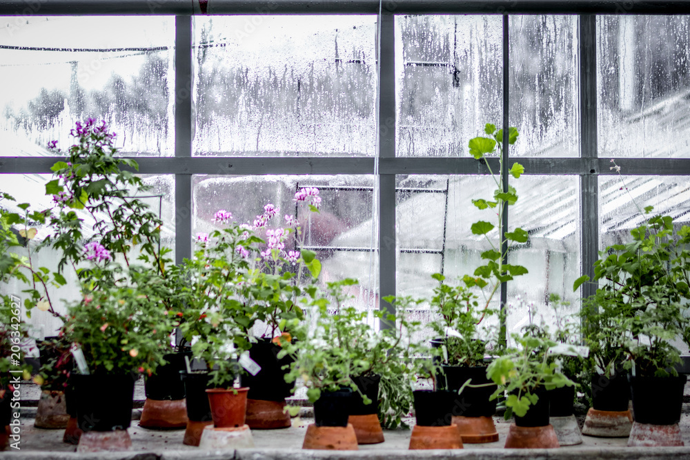 Fototapeta premium old orchard-house indoor with exotic green plants