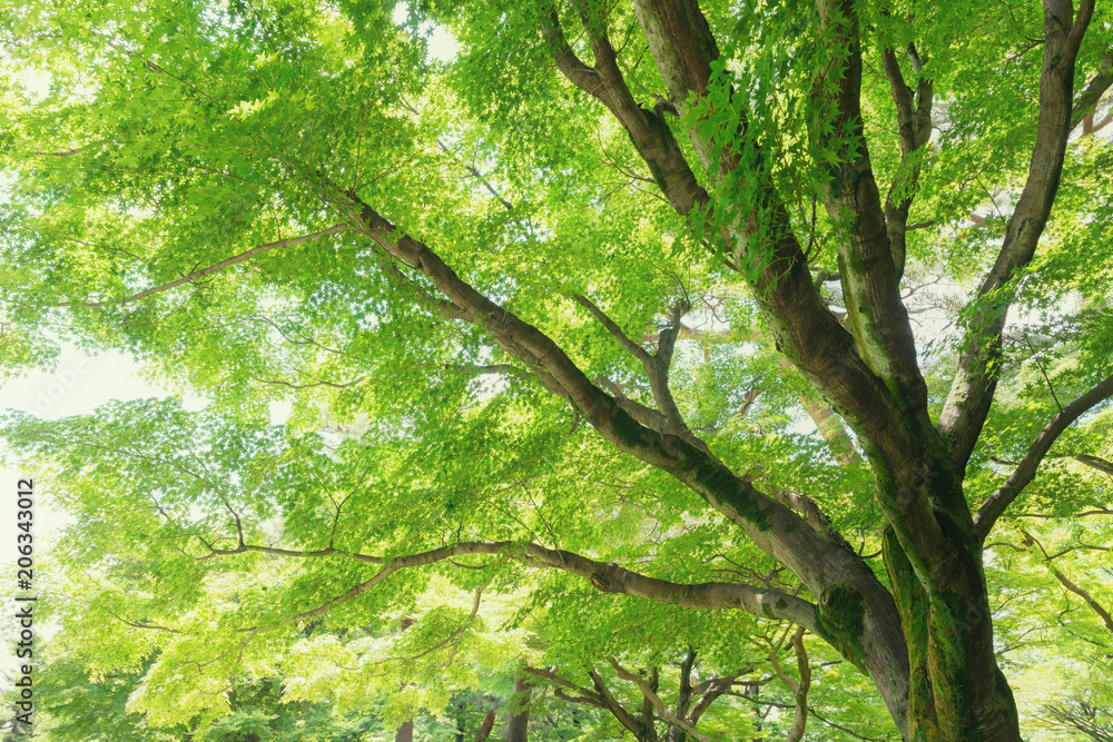 森林公園の樹木 森林公園の樹木