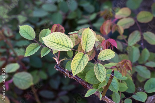 Foto Nutrient deficiency in roses such as lack of iron recognizable by the chlorotic