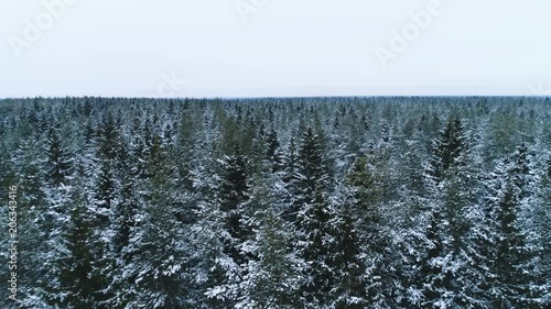 Aerial view above winter forest on the north, aerial top view 4k