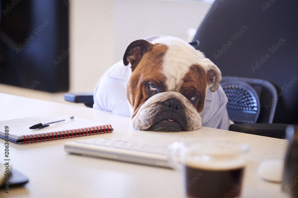 British Bulldog Dressed As Businessman Looking Sad At Desk - obrazy, fototapety, plakaty 