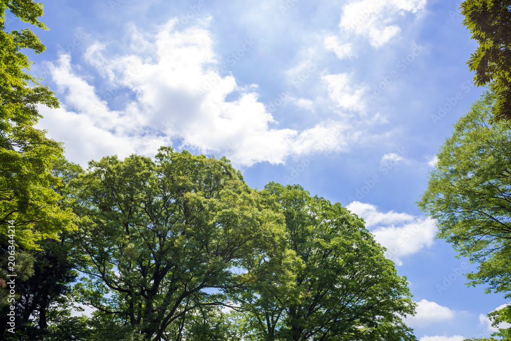 Obraz premium 新緑の木々と青空と雲
