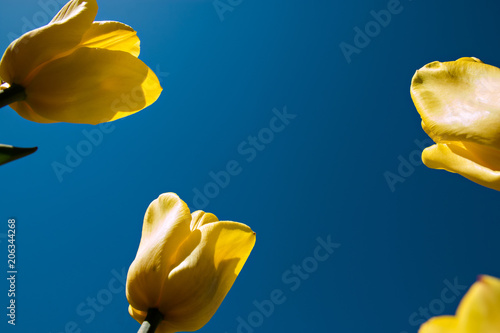 yellow tulips directed to the blue sky photo