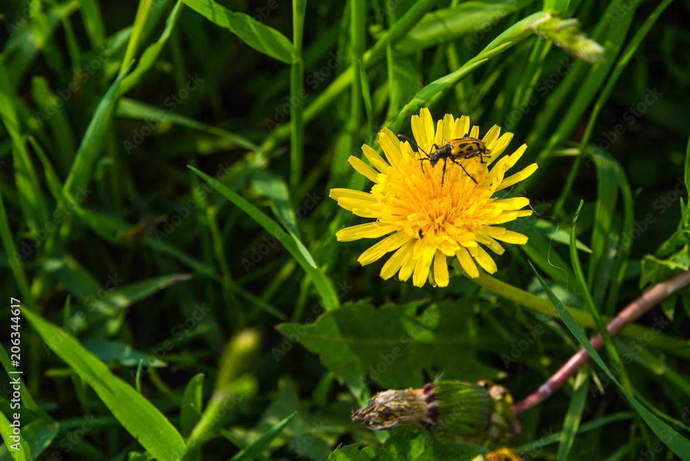 Beautiful yellow dandelion in grass and bug