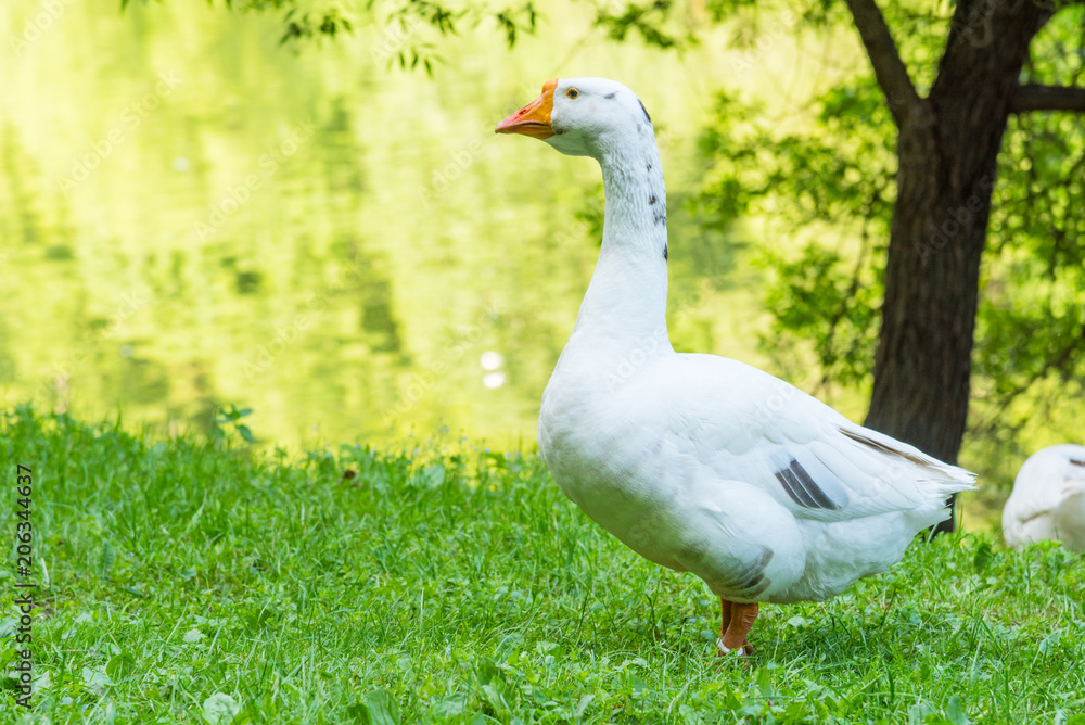 Big beautiful goose on the river bank in the countryside Big beautiful goose on the river bank in the countryside