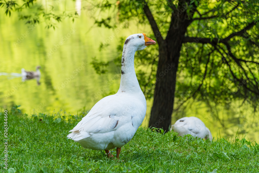 Big beautiful goose on the river bank in the countryside Big beautiful goose on the river bank in the countryside