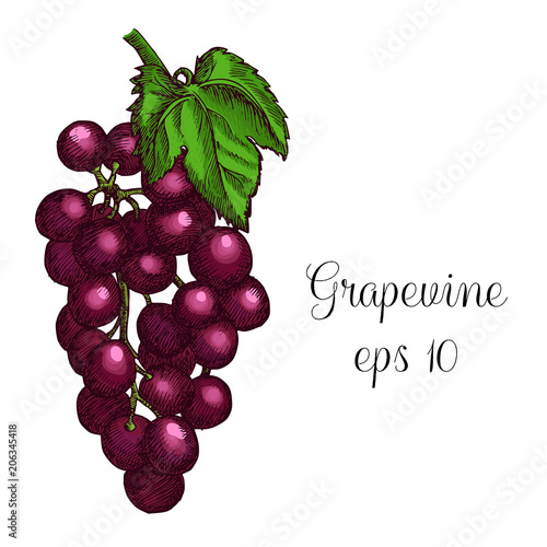 Hand drawn grapevine