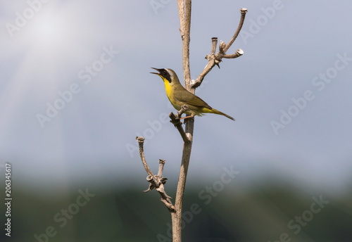 Yellow Bird Singning in the Meadow photo