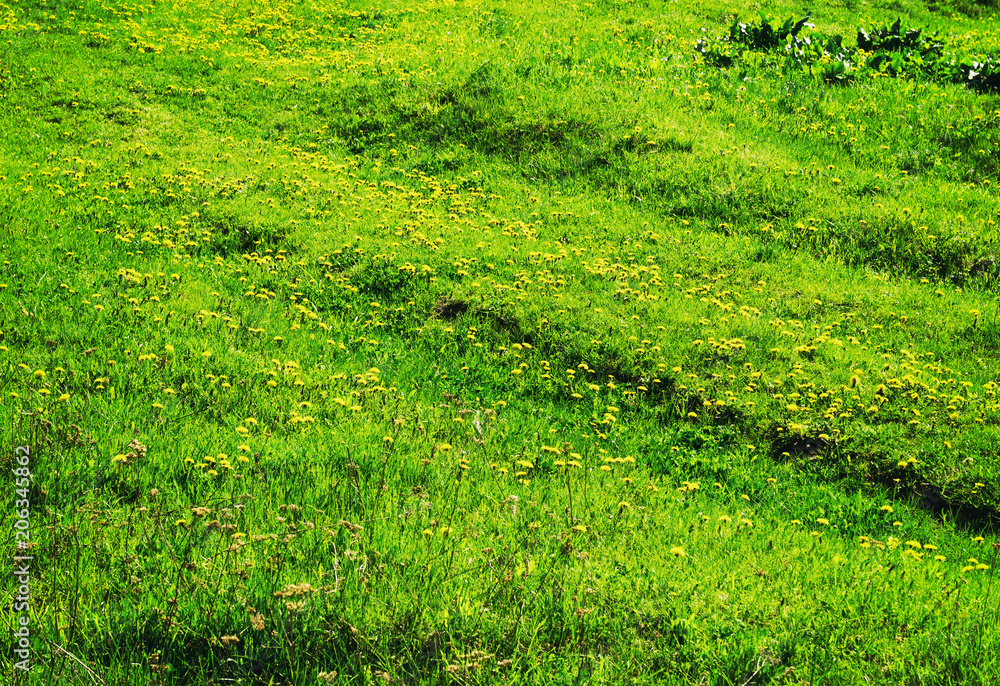 Green meadow. Texture of the field. Background