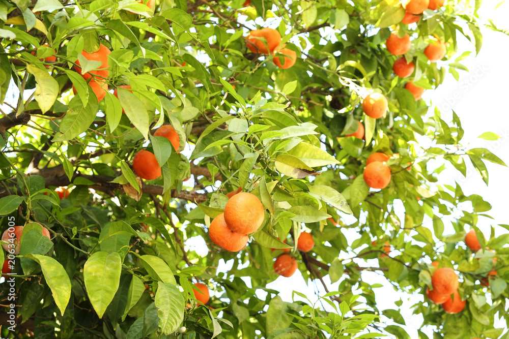 Close up of multiple organic ripe perfect orange fruits hanging on tree branches in local produce farmers garden. Beautiful oranges plantation in a daylight on sunny day, sun beams, natural light.