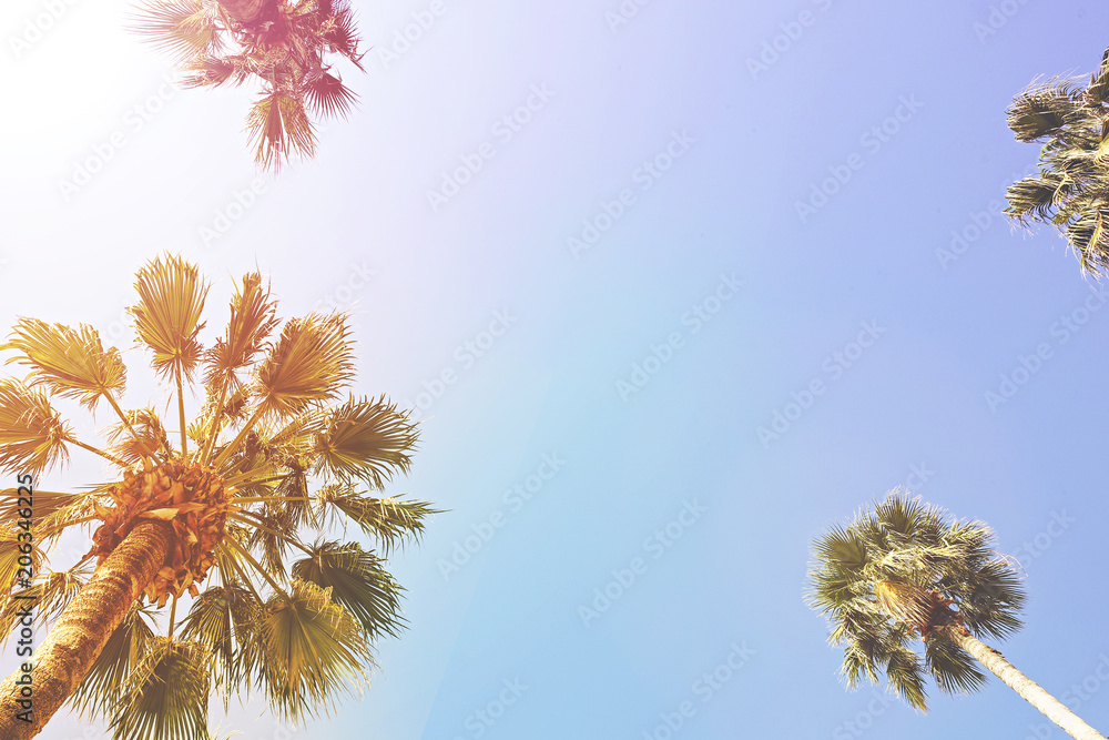 Retro toned image of beautiful exotic californian coconut palm tree tops with big leaves on the summer sky background. Tropical plants in California. Vintage sunset filter. Copy space, bottom view. Retro toned image of beautiful exotic californian coconut palm tree tops with big leaves on the summer sky background. Tropical plants in California. Vintage sunset filter. Copy space, bottom view.