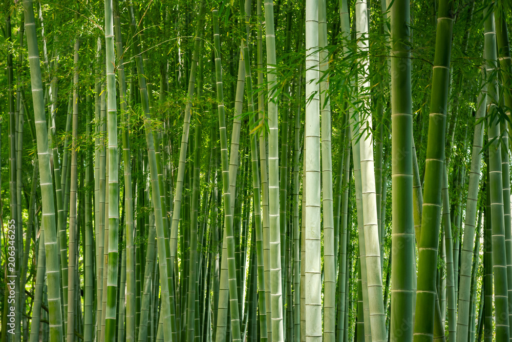 Fototapeta premium las bambusowy