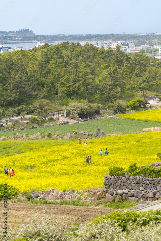 Obraz premium Rapeseed field with tourist photo shooting in Jeju island, South Korea.