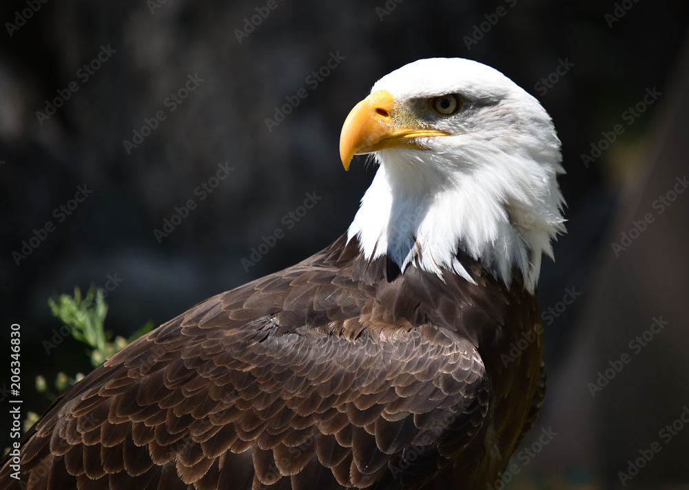 Fototapeta premium eagle white head