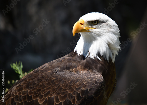 eagle white head