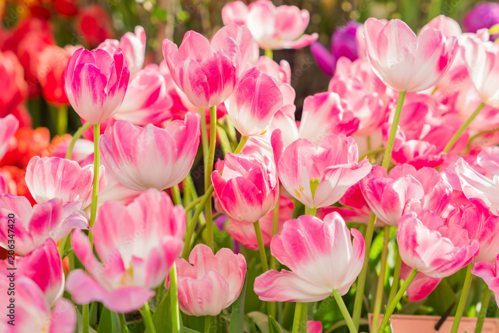 close up of blooming spring tulip flower of pink color close up of blooming spring tulip flower of pink color