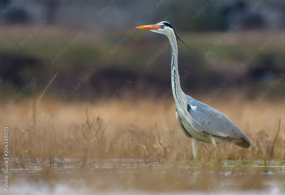 Grey Heron stands in water pond amidst meadow fields at early spring